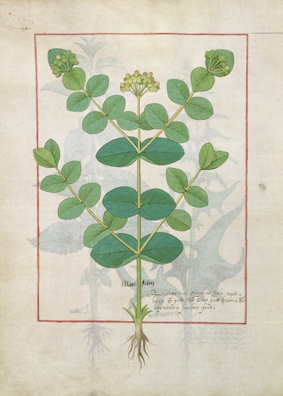 Bloem, illustratie uit het boek van eenvoudige medicijnen door Mattheaus Platearius 156 door Robinet Testard